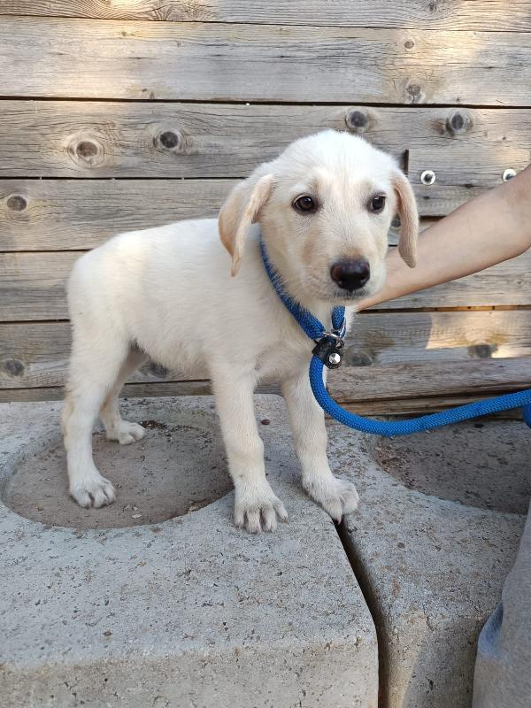 Iris mix labrador 3 mesi Foto 3